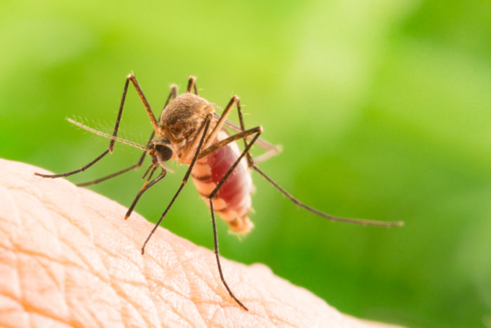 μύθος για την ελονοσία