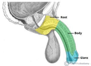 Ανατομία της πλευρικής όψης του πέους (πηγή: Teach Me Anatomy)