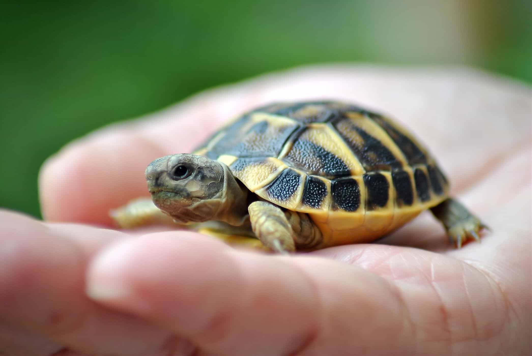 η διατήρηση των χελωνών αυξάνει τον κίνδυνο μόλυνσης από τη σαλμονέλα