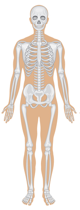 σκελετικό σύστημα