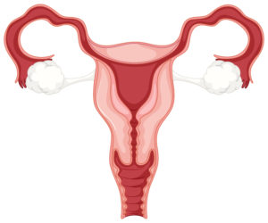 θηλυκό αναπαραγωγικό σύστημα