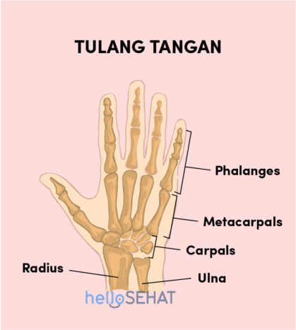 χέρι εικόνα οστών χέρι
